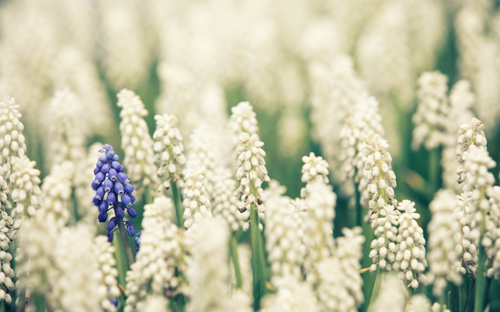 purple flower in field